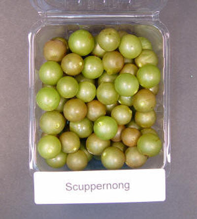 Muscadine Scuppernong 2g