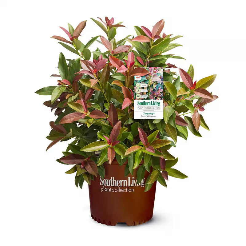 VIBURNUM Coppertop #3