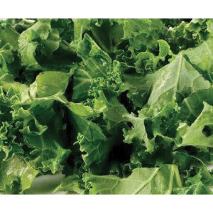 Trophy Winter Rape Seed 5 lbs.