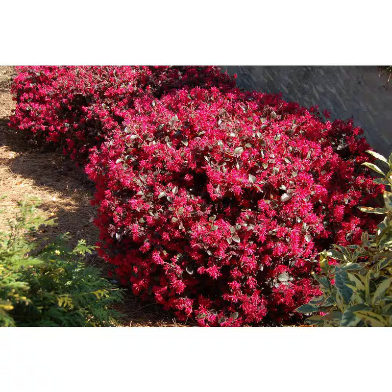 LOROPETALUM Ever Red #3