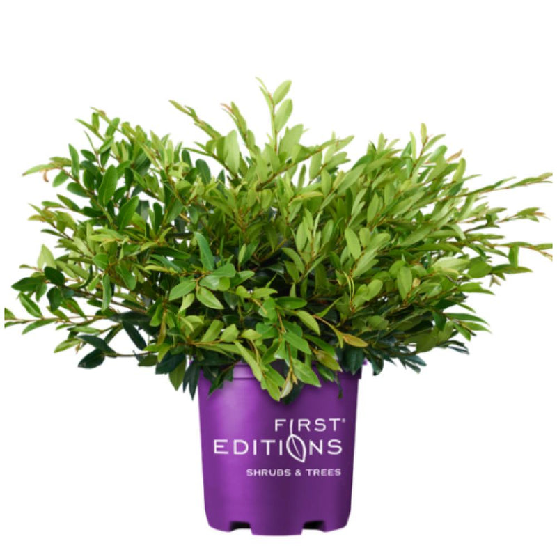jade distylium plant DISTYLIUM Vintage Jade FE #3 — Master Landscape Supply