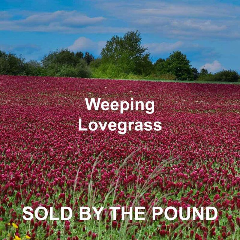 Crimson Clover (by the Pound)