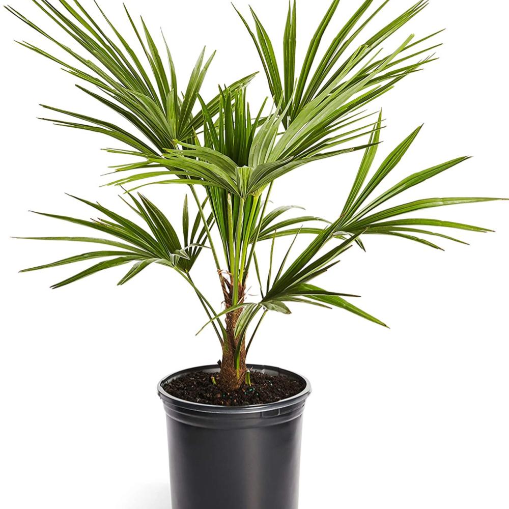 PALM Windmill #5 — Master Landscape Supply