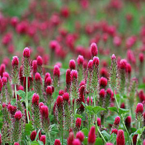 Crimson Clover Seed Coated 50 lb.