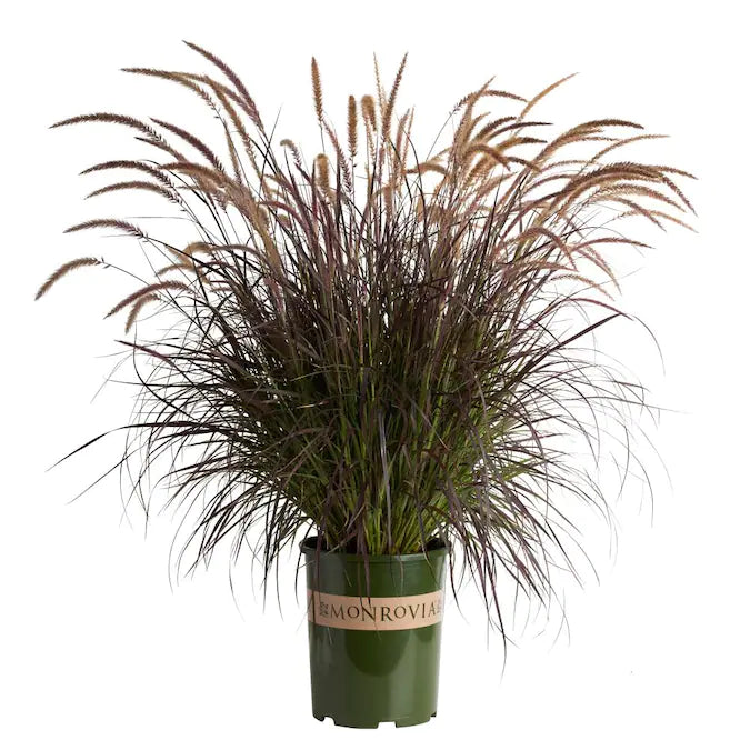 Pennisetum Purple Annual Fountain Grass #1