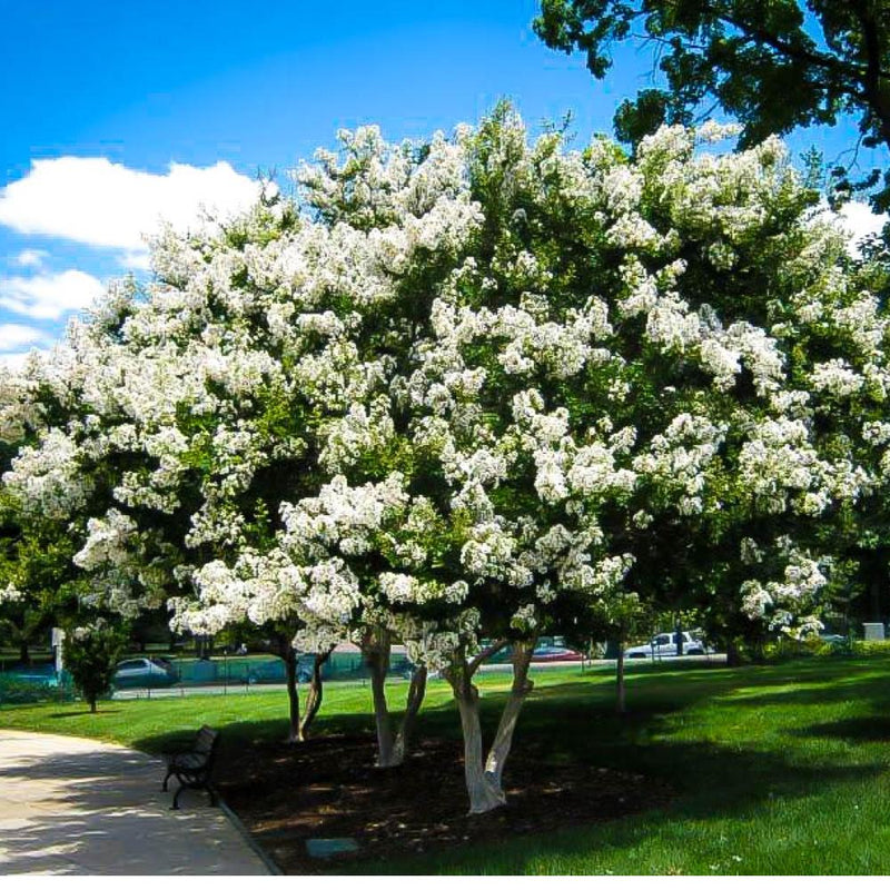 CRAPE MYRTLE Acoma #7