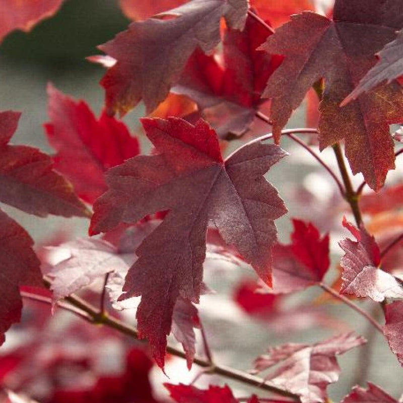 Acer f Autumn Blaze Maple #7