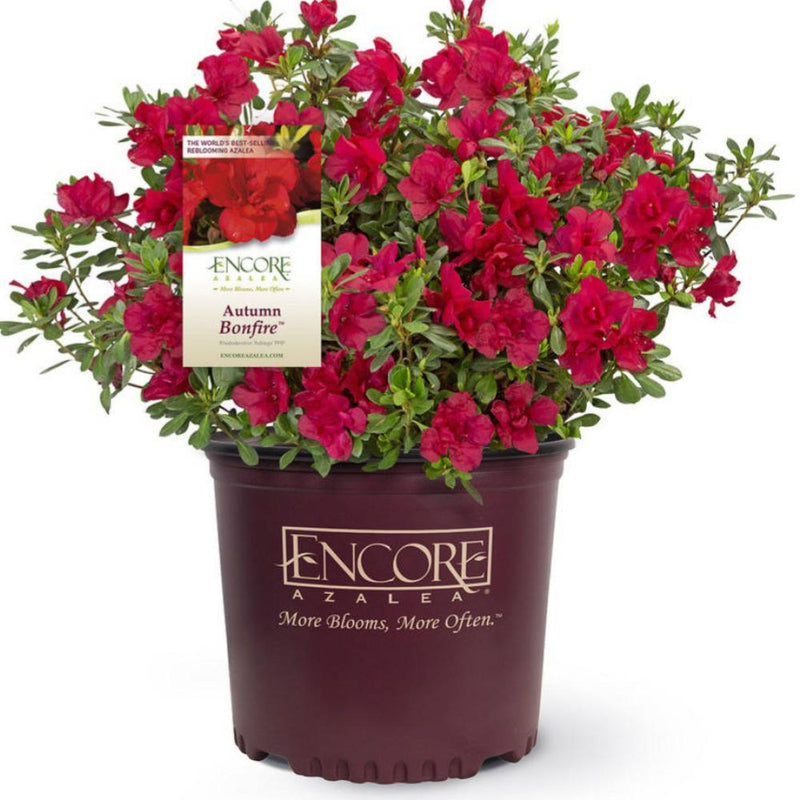 AZALEA Encore Autumn Bonfire #1
