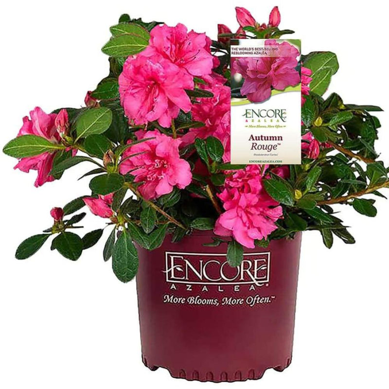 AZALEA Encore Autumn Rouge #1