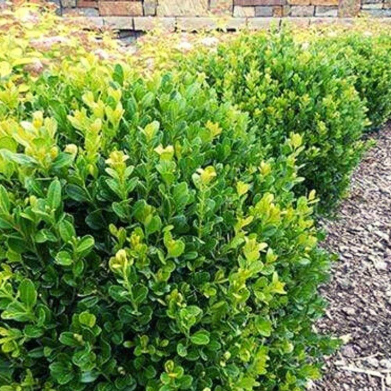 BOXWOOD Baby Gem #1