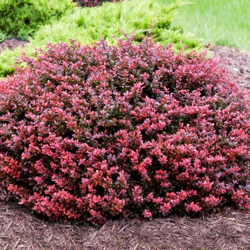 BARBERRY Crimson Pygmy #3