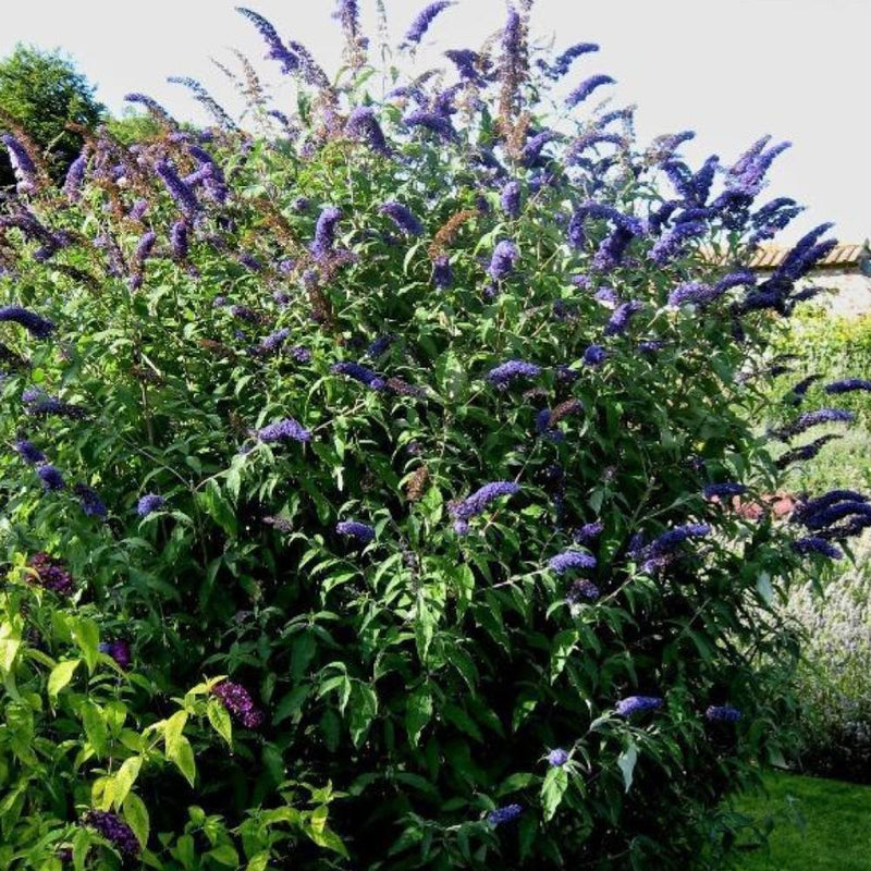 BUTTERFLY BUSH Black Knight #3