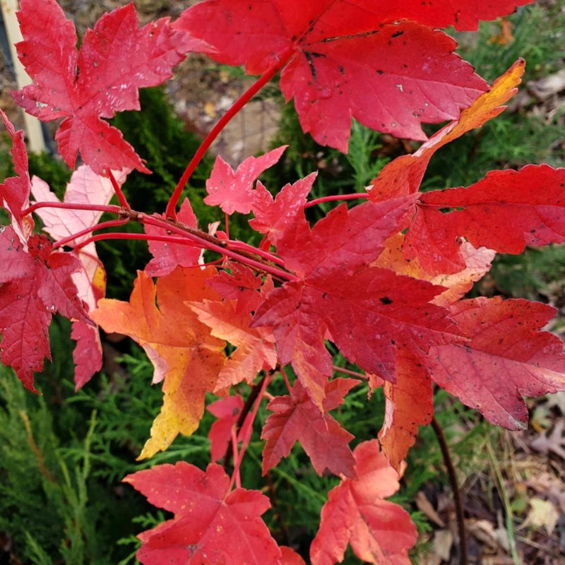 Acer r Brandywine Maple #15