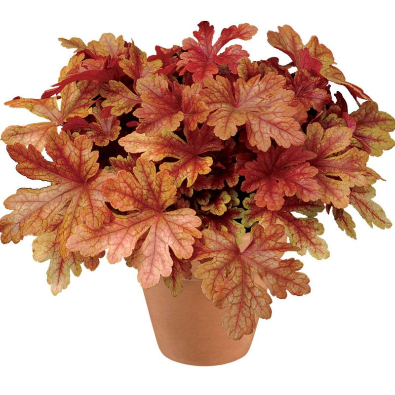 HEUCHERELLA Buttered Rum #1