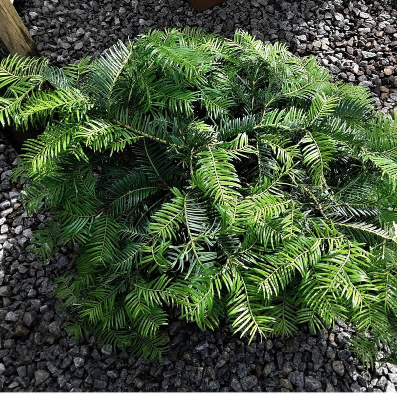 CEPHALOTAXUS prostrata #3