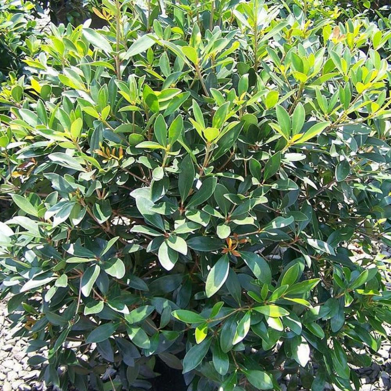 CLEYERA Japonica #7