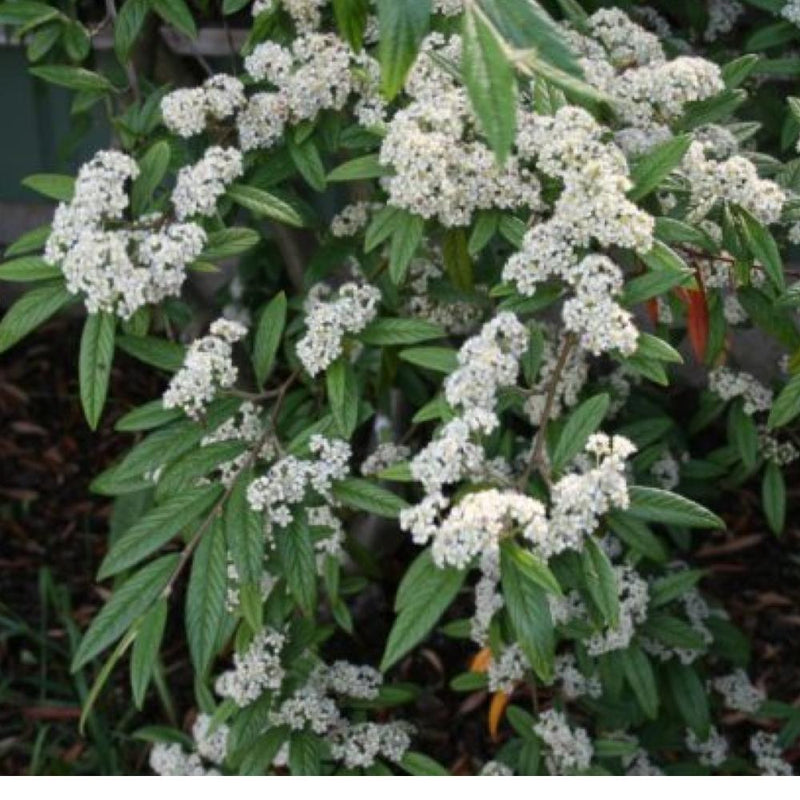 COTONEASTER Repandens #1