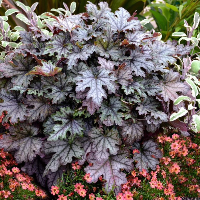 HEUCHERELLA Cracked Ice #1