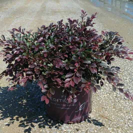 LOROPETALUM Crimson Fire FE #3
