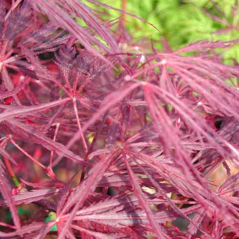 JAPANESE MAPLE Crimson Queen #15