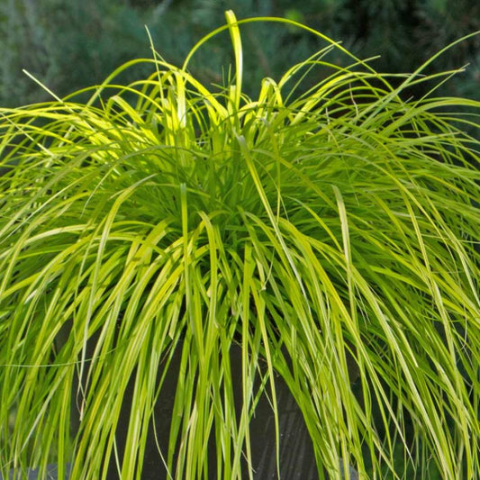 CAREX Everillo #1