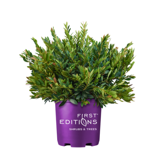 cinnamon girl distylium companion plants DISTYLIUM Cinnamon Girl FE #3 — Master Landscape Supply