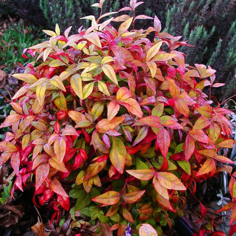 NANDINA Firepower #3