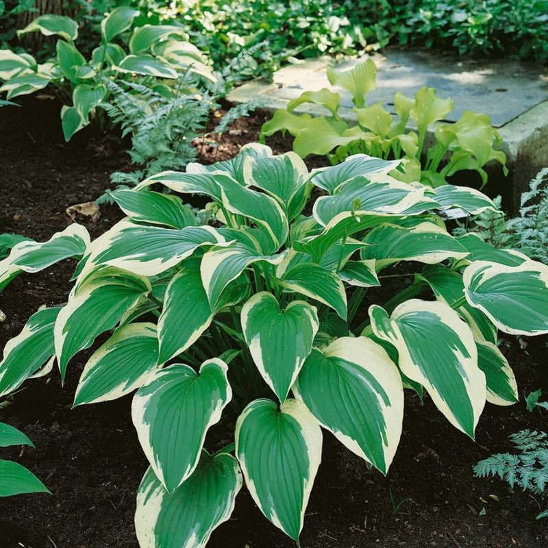 HOSTA Francee #1