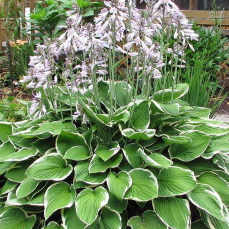 HOSTA Francee #3