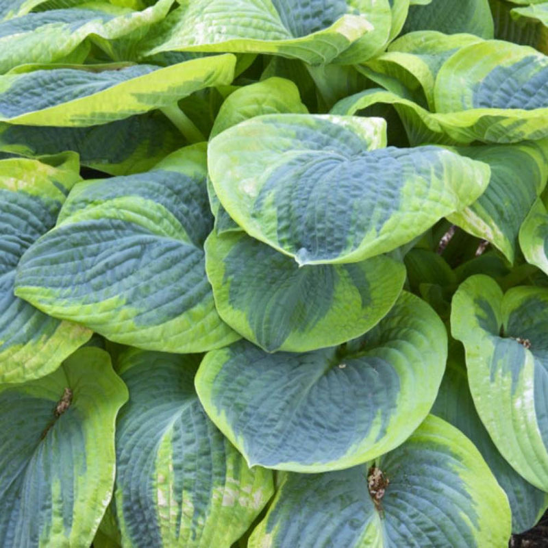 HOSTA Frances Williams #3