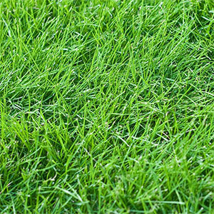 Creeping Red Fescue 10lb