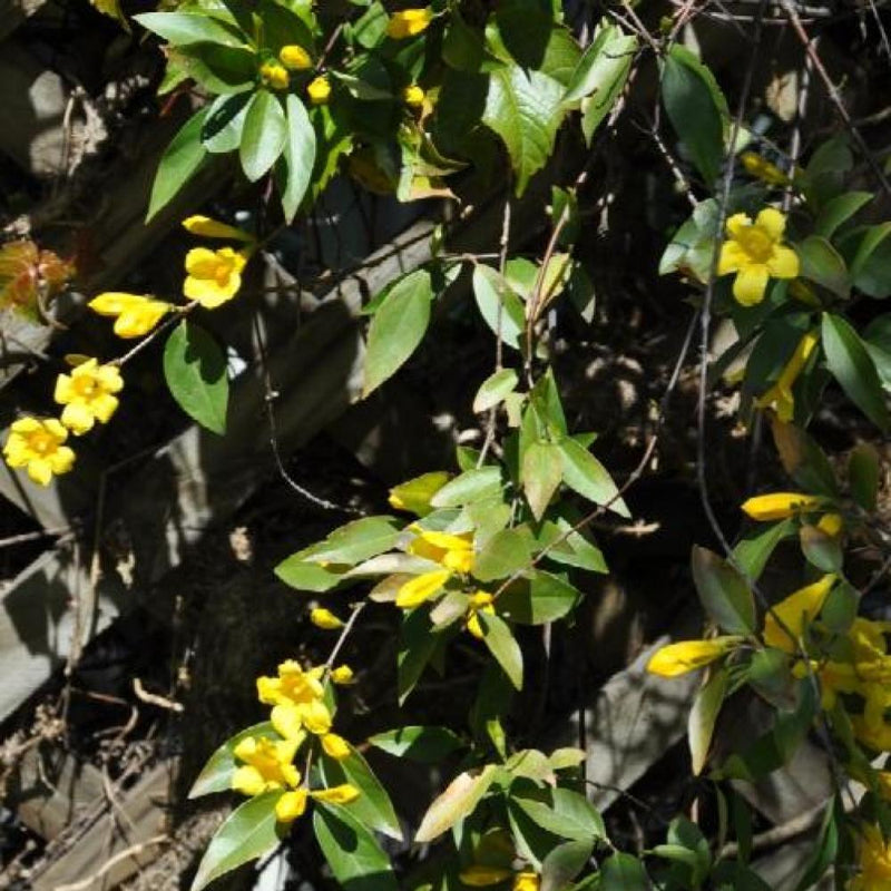 GELSEMIUM rankinii Swamp Jasmine (tripod) #3