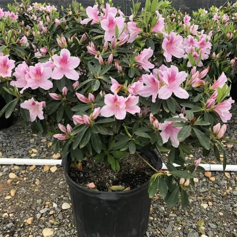 azalea tobacco NEW RELEASE @ TWINS... The 3Leaf is here in two sizes (5x50 and 6x54), wrapped in San Andreas Maduro over Nicaraguan filler and packed in 10-count boxes. 3Leaf was round greenery Enjoy dense Tobacco Azalea Parfums perfume -