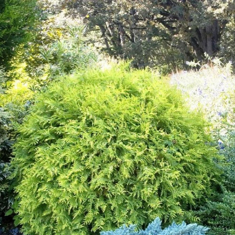 THUJA Golden Globe #3