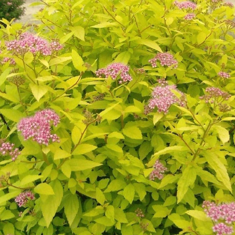 SPIRAEA Goldmound #3