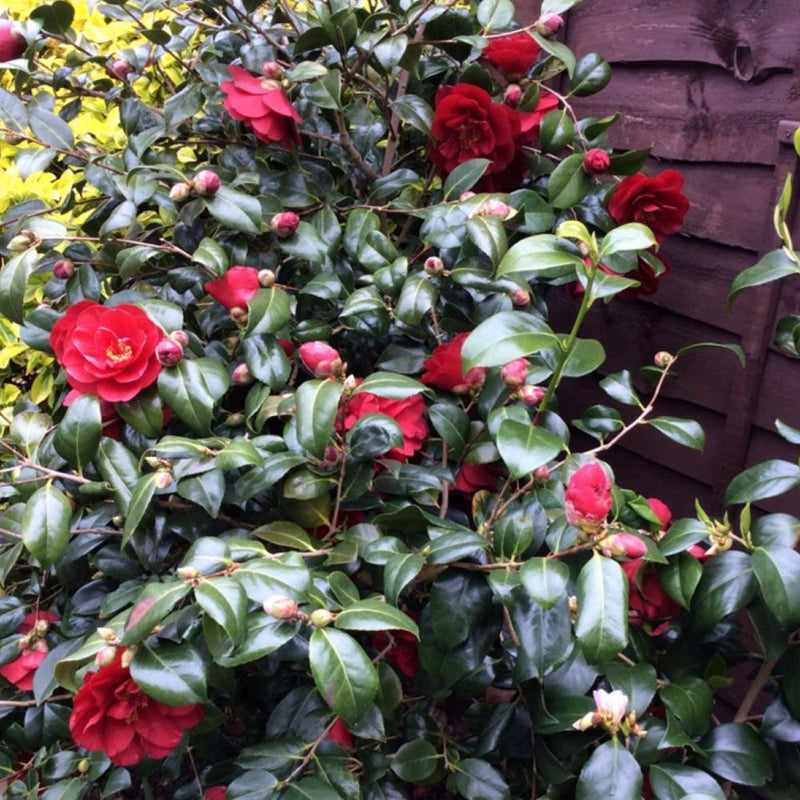 CAMELLIA Greensboro Red #7