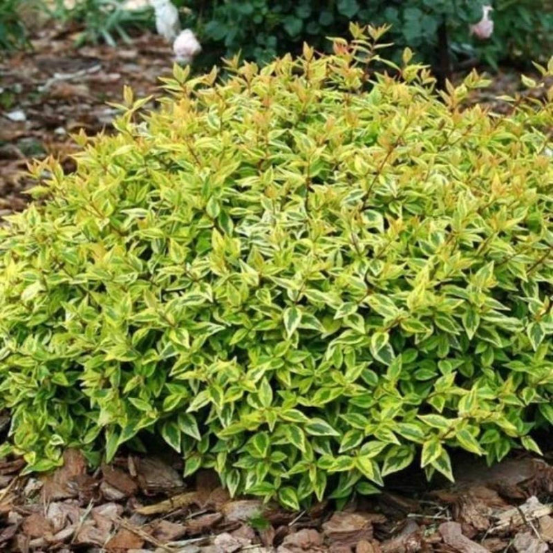 ABELIA Kaleidoscope #3