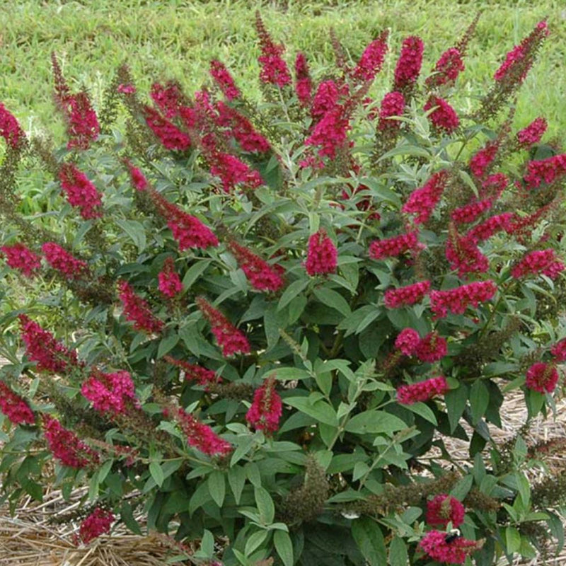 BUTTERFLY BUSH Miss Molly #3