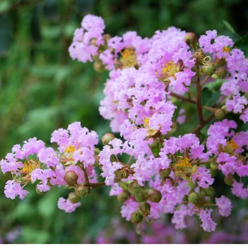 CRAPE MYRTLE Muscogee #5