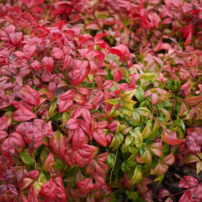 NANDINA domestica #3