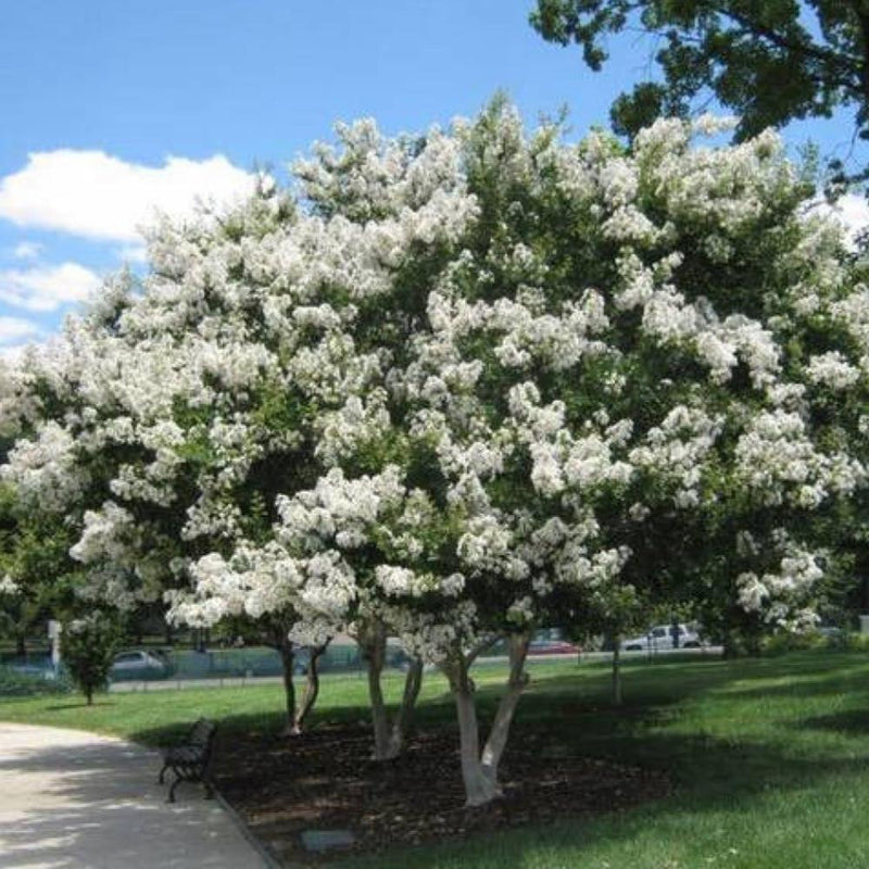 CRAPE MYRTLE Natchez #7