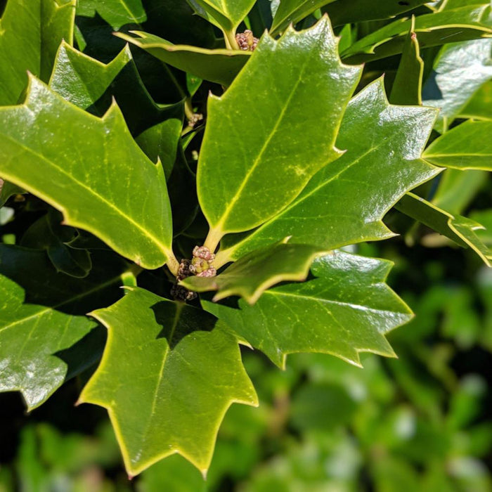 HOLLY Oak Leaf #7