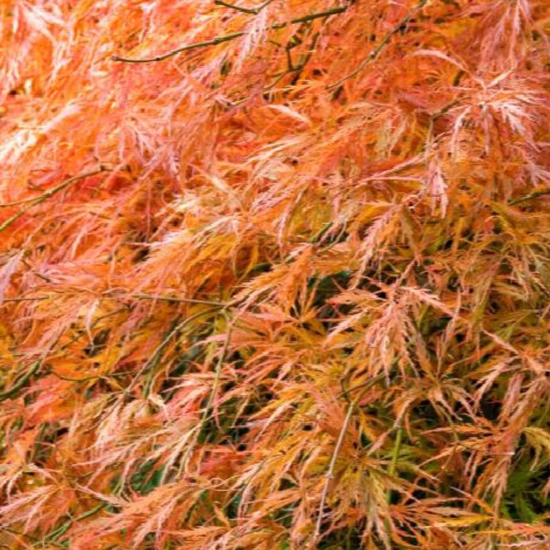 Acer Palmatum Dissectum Orangeola Weeping #5