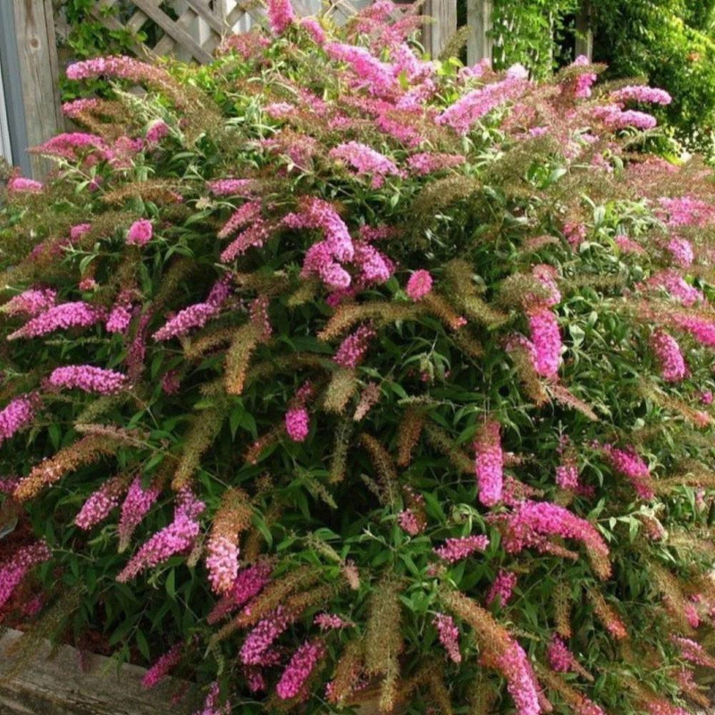 BUTTERFLY BUSH Pink Delight #3