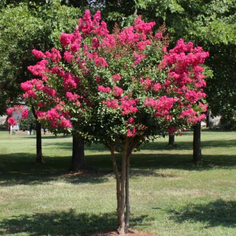 CRAPE MYRTLE Pink Velour #7