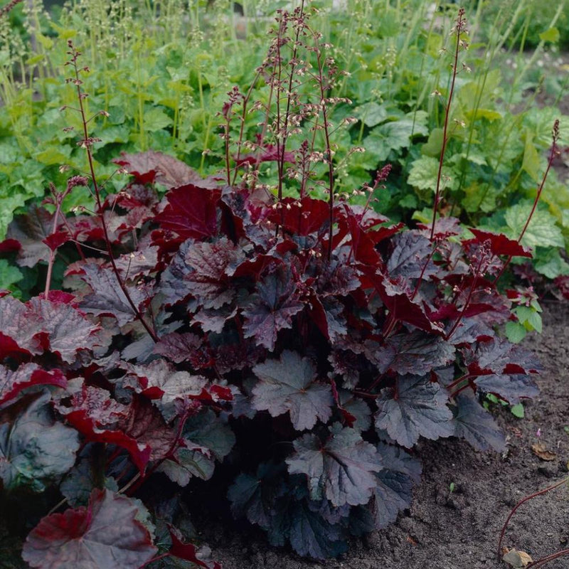 HEUCHERA Palace Purple #1