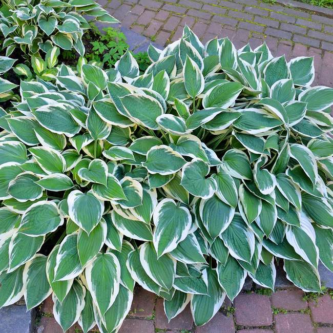 HOSTA Patriot #3