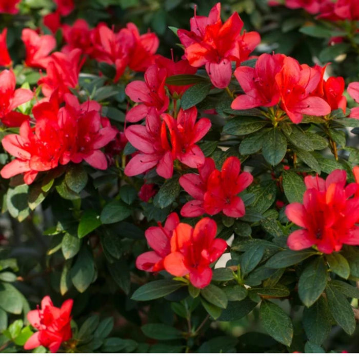 AZALEA Red Formosa #3