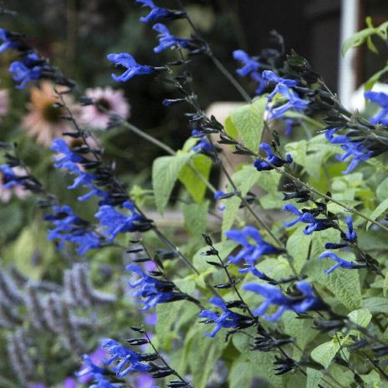 SALVIA Black and Blue #1