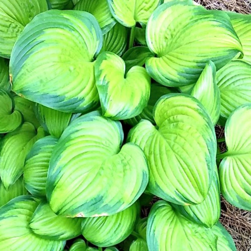 HOSTA Stained Glass #3